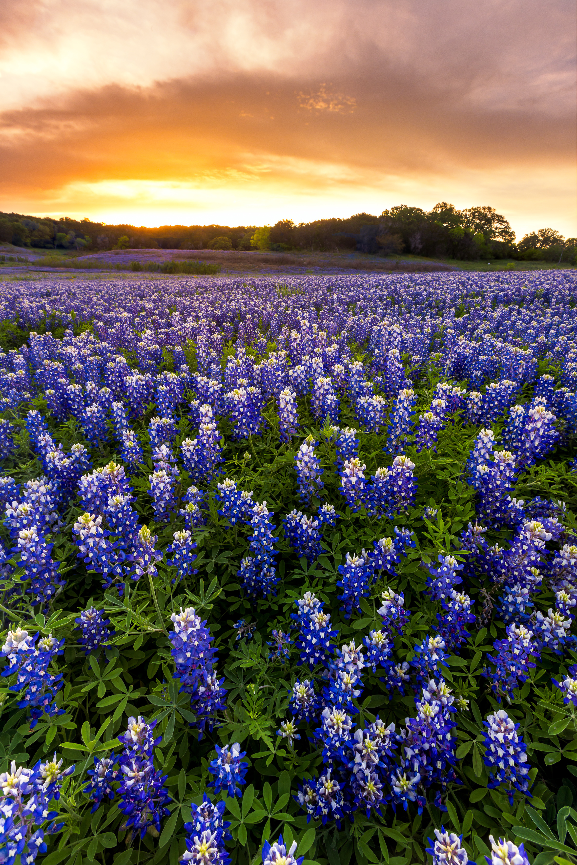 Bluebonnets in the Texas Hill Country